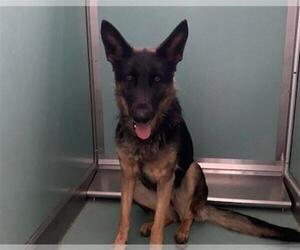 German Shepherd Dog-Unknown Mix Dogs for adoption in Moreno Valley, CA, USA