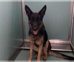 Small German Shepherd Dog Mix