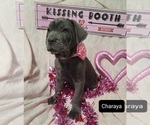 Small Photo #3 Cane Corso Puppy For Sale in POMEROY, OH, USA