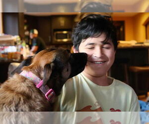 Cheyenne - Female Mutt Dog for Adoption - Photo #6