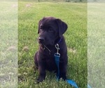 Small #4 Labrador Retriever