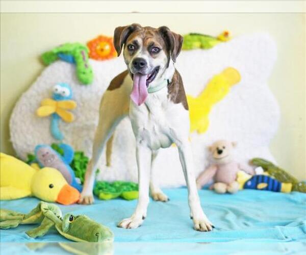 Medium Photo #2 Pointer Puppy For Sale in Tavares, FL, USA