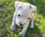 Small Photo #9 Boxer Puppy For Sale in EAST FISHKILL, NY, USA