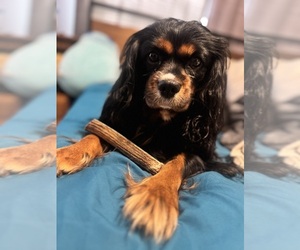 Father of the Cavalier King Charles Spaniel puppies born on 01/14/2026
