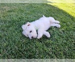 Small Photo #5 Bichon Frise Puppy For Sale in OAKLEY, CA, USA