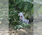 Small Photo #13 Dalmatian Puppy For Sale in MERRITT IS, FL, USA