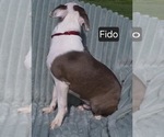 Small #8 Boston Terrier