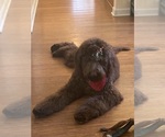 Small Photo #1 Goldendoodle Puppy For Sale in NEWPORT, NC, USA
