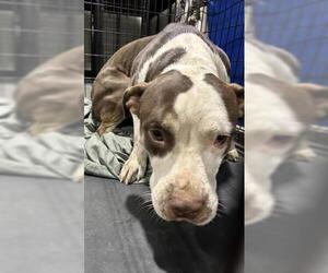 American Pit Bull Terrier Dogs for adoption in Bakersfield, CA, USA