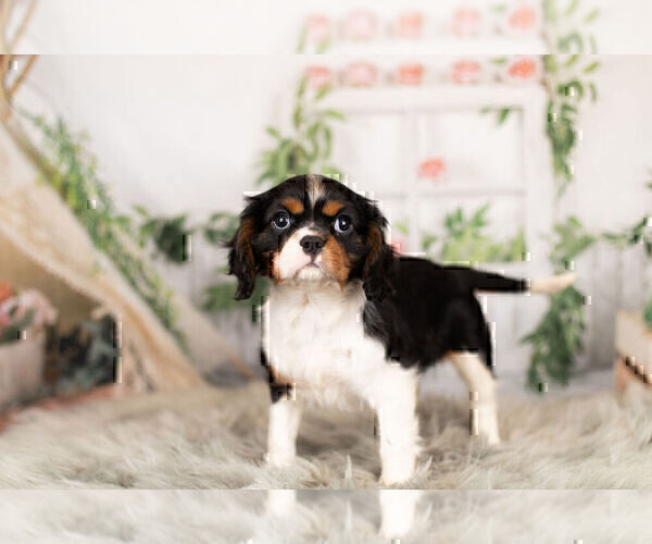 Medium Photo #9 Cavalier King Charles Spaniel Puppy For Sale in WARSAW, IN, USA