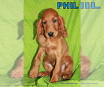 Small Photo #5 Irish Setter Puppy For Sale in EXCELSIOR SPRINGS, MO, USA