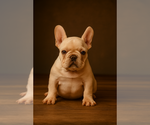 Puppy Puppy 3 French Bulldog