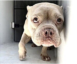 Bulldog-Unknown Mix Dogs for adoption in Houston, TX, USA