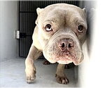 Small Bulldog Mix