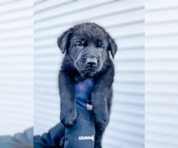 Medium Photo #1 German Shepherd Dog Puppy For Sale in HUDSONVILLE, MI, USA