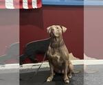 Small #13 American Staffordshire Terrier Mix
