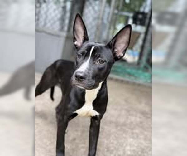 Medium Photo #10 American Pit Bull Terrier-Unknown Mix Puppy For Sale in Crete, IL, USA