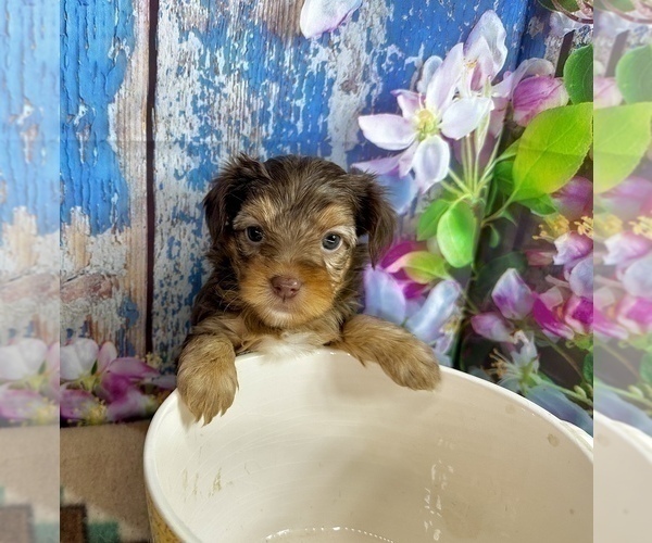 Medium Photo #8 Morkie Puppy For Sale in CASSVILLE, MO, USA