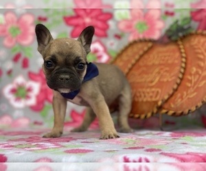 French Bulldog Puppy for sale in LANCASTER, PA, USA
