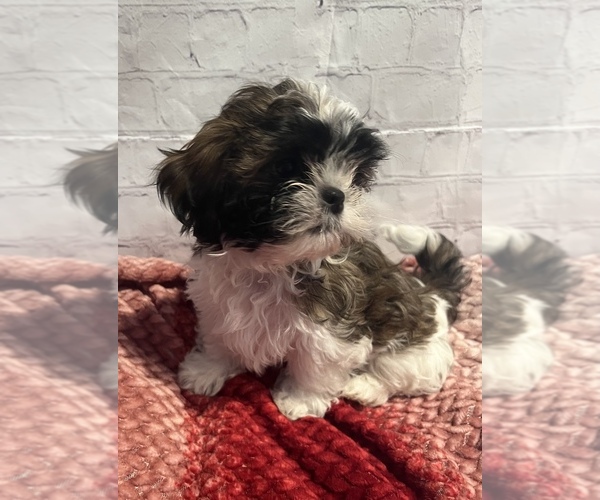 Medium Photo #2 Shih Tzu Puppy For Sale in ROSEVILLE, OH, USA