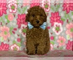 Small Photo #5 Poodle (Toy) Puppy For Sale in LANCASTER, PA, USA