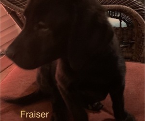 Labrador Retriever Puppy for sale in SPOTSYLVANIA, VA, USA