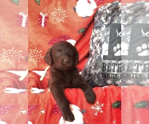 Medium Photo #2 Labradoodle Puppy For Sale in SHARPSBURG, GA, USA