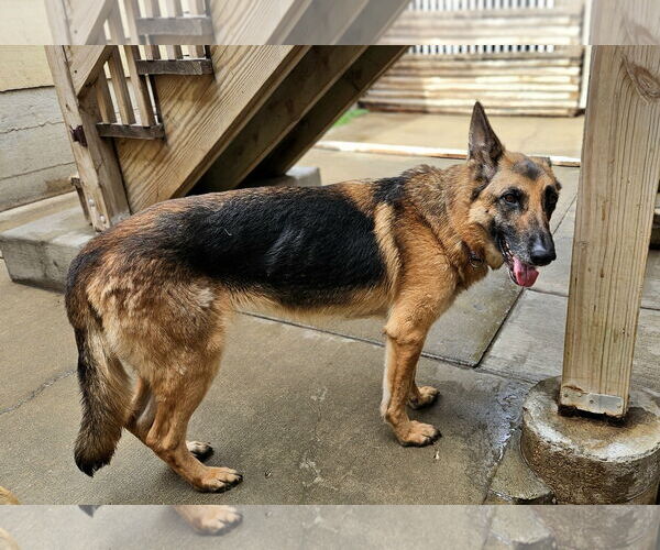 Medium Photo #4 German Shepherd Dog Puppy For Sale in Chicago, IL, USA