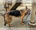 Small #3 German Shepherd Dog