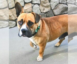 Mutt Dogs for adoption in Sacramento, CA, USA