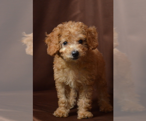 Medium Photo #2 Doodle Puppy For Sale in PATERSON, NJ, USA