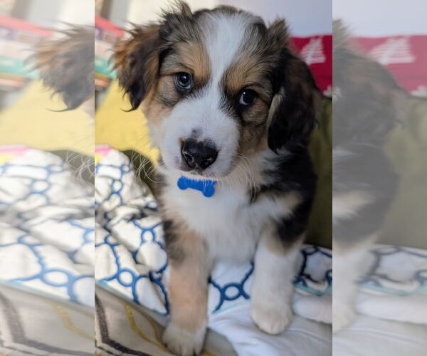 Medium Photo #4 Mutt Puppy For Sale in Brooklyn Center, MN, USA