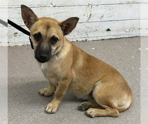 Chihuahua-Unknown Mix Dogs for adoption in San Bernardino, CA, USA