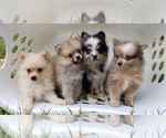 Small Photo #22 Pomeranian Puppy For Sale in DINWIDDIE, VA, USA