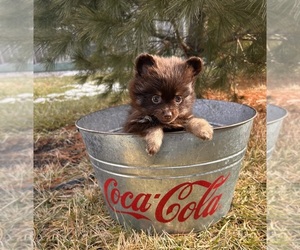 Pomeranian Puppy for sale in MIDDLEBURY, IN, USA