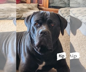 Father of the Cane Corso puppies born on 08/29/2025