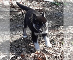 Siberian Husky Puppy for sale in GROVETOWN, GA, USA