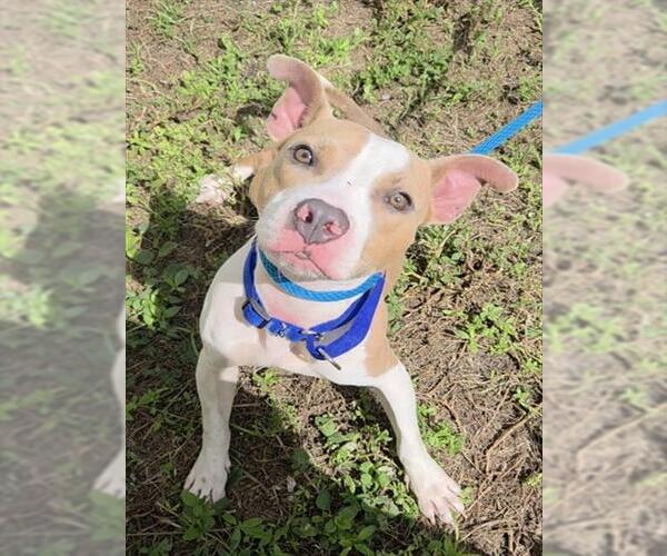 Medium Photo #1 American Staffordshire Terrier Puppy For Sale in Fort Lauderdale, FL, USA