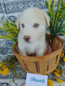 Medium Photo #1 Pyrenees Husky Puppy For Sale in PHILADELPHIA, PA, USA