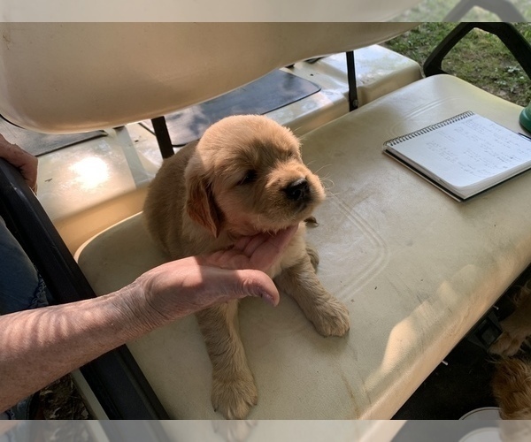 Medium Photo #1 Golden Retriever Puppy For Sale in HARRISBURG, IL, USA
