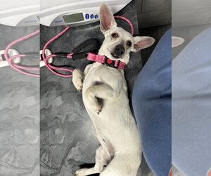 Pembroke Welsh Corgi-Rat Terrier Mix Dogs for adoption in San Antonio, TX, USA