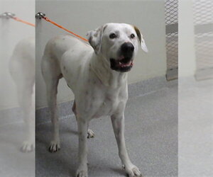 Mastiff-Unknown Mix Dogs for adoption in Pasadena, TX, USA