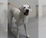 A188342 - Male Mastiff-Unknown Mix Dog for Adoption - Small photo