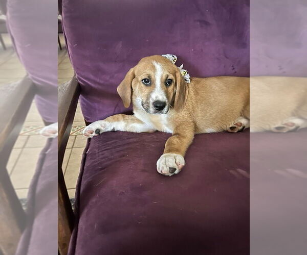 Medium Photo #2 Mutt Puppy For Sale in FRAMINGHAM, MA, USA