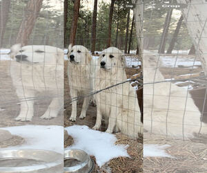 Anatolian Pyrenees Dogs for adoption in Tabernash, CO, USA