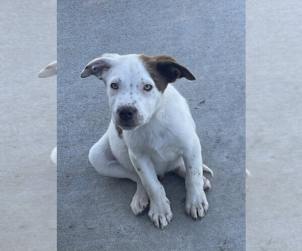 Medium Photo #1 Mutt Puppy For Sale in Bolivar, MO, USA