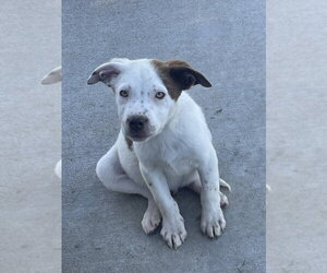 Mutt Dogs for adoption in Bolivar, MO, USA