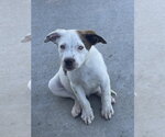 Small Mutt