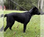 Small #3 Labrador Retriever Mix