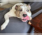 Small #4 American Staffordshire Terrier Mix
